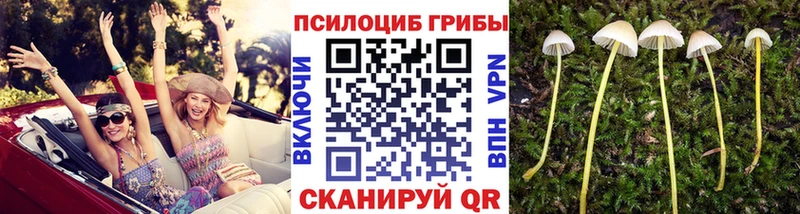 Галлюциногенные грибы Psilocybine cubensis  Купить где  Новая Ладога 
